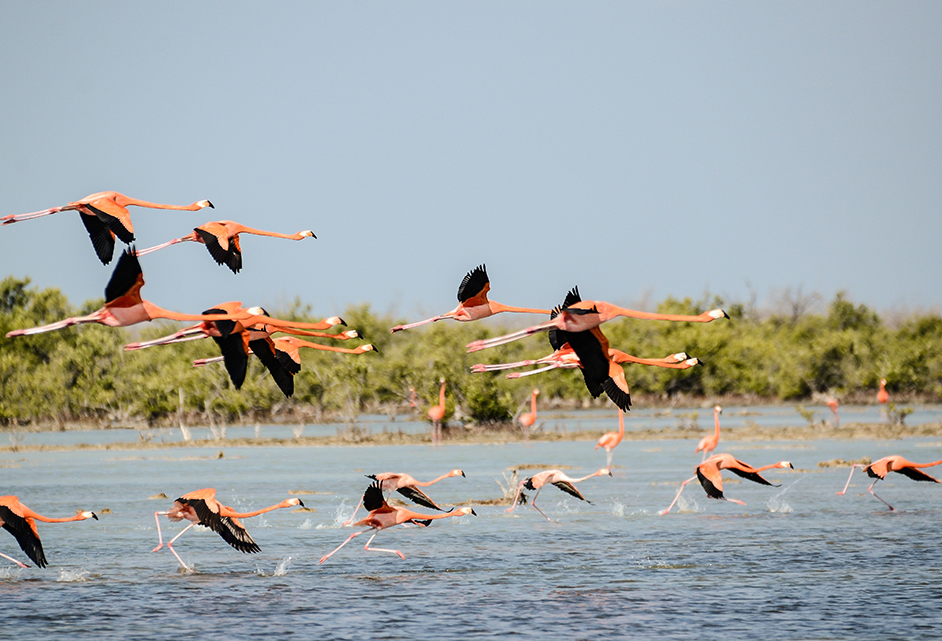 Un grupo de flamencos volando sobre el agua