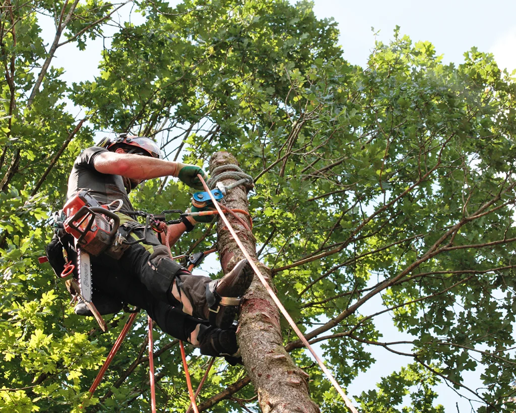 Hombre con equipo de trabajo seguro en alturas atado a un árbol