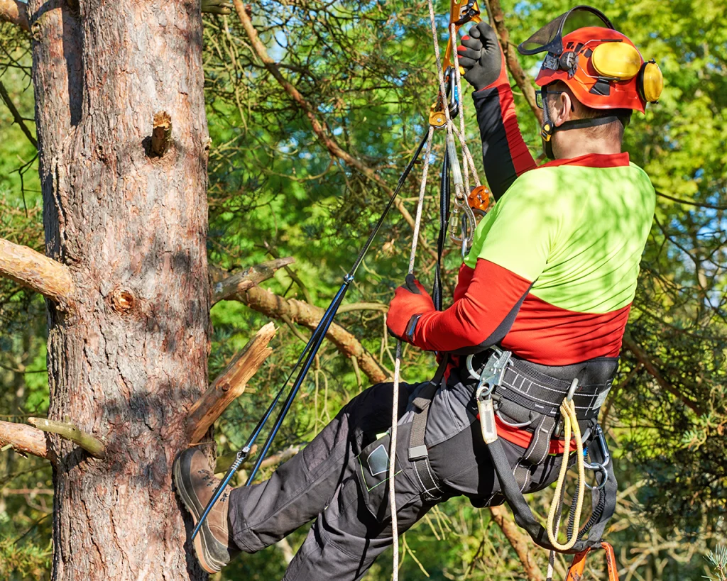 Hombre con equipo de trabajo seguro en alturas atado a un árbol