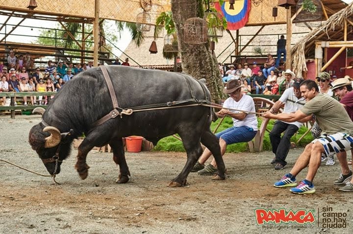 grupo de personas forcejeando con un animal grande